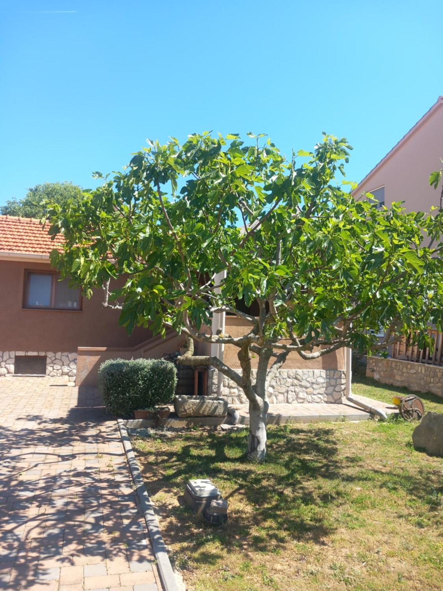 Apartmani Goga Biograd Na Moru Exteriör bild